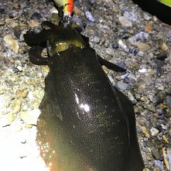 安物エギでもアオリGET (^^)