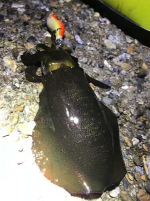 安物エギでもアオリGET (^^)