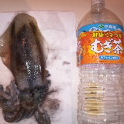 アオリイカ・メッキ・チャリコ