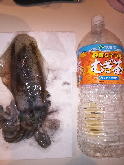 アオリイカ・メッキ・チャリコ