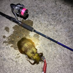 ナイトエギング