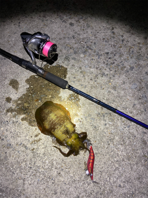 ナイトエギング