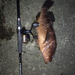 エギング………?