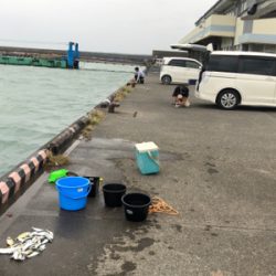 サッパ、メッキ、コノシロ