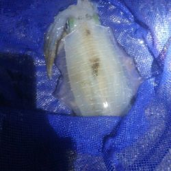 アオリイカ4杯 バラシ2杯！