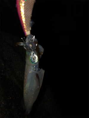 熱帯低気圧の雨がくる前に