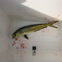 敦賀新港にてシイラ