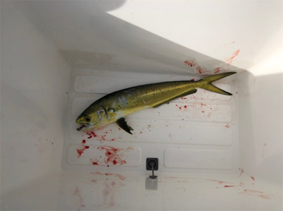 敦賀新港にてシイラ