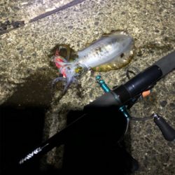 秋イカ終わり？