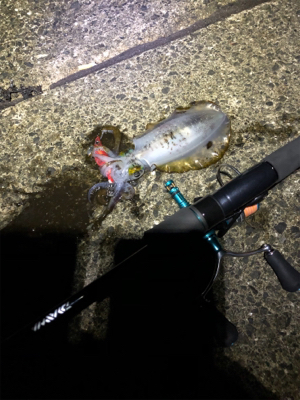 秋イカ終わり？