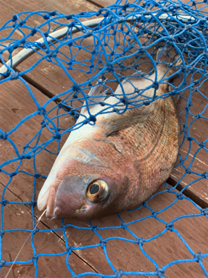 じゃのひれフィッシングパークにて