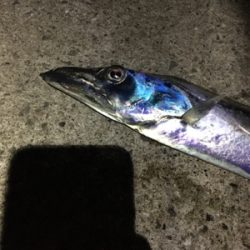 ドラゴンタチウオ、、？