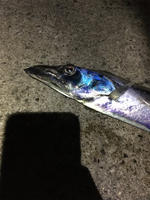 ドラゴンタチウオ、、？