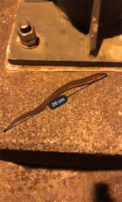 ちょこっと釣行