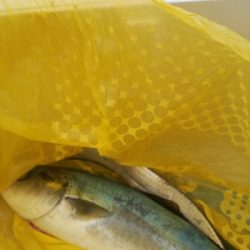 ハマチとタチウオ