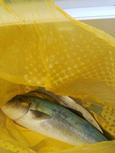 ハマチとタチウオ