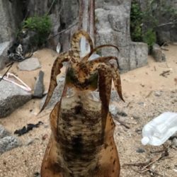 大荒れアオリイカ