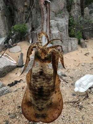 大荒れアオリイカ