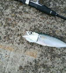 お隣さんに感謝