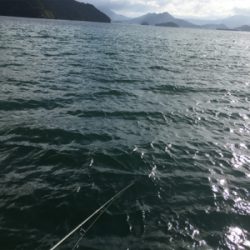 アオリイカ狙い