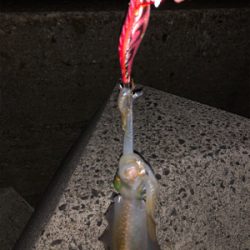 日本海エギング