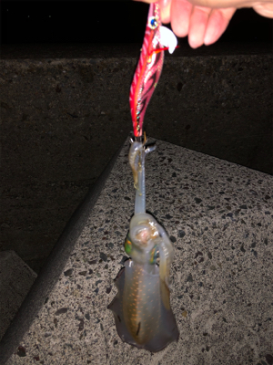 日本海エギング