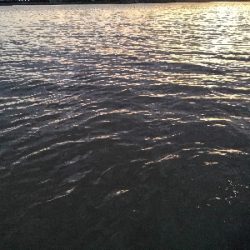 連戦でやっと2匹