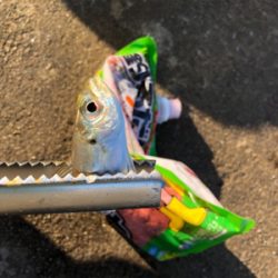 息子とサビキ釣り