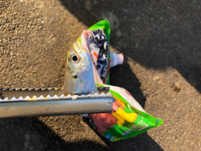 息子とサビキ釣り