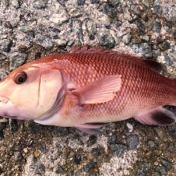 コブダイゲット