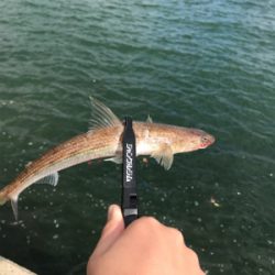 アオリイカを求めて⑨