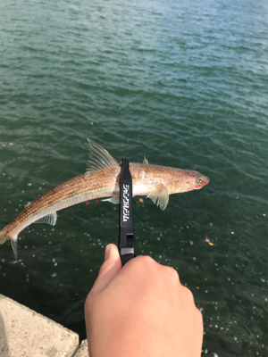 アオリイカを求めて⑨