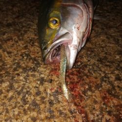 ハマチが群れてる