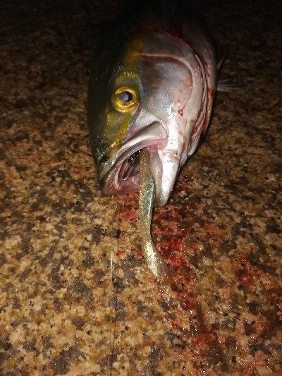 ハマチが群れてる