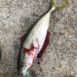 アーバンサイトショアジギング