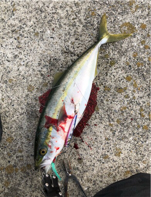 アーバンサイトショアジギング