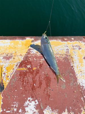 霞埠頭 ウール岸壁にて。