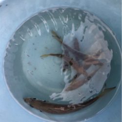 大阪湾奥でアジ釣り♪