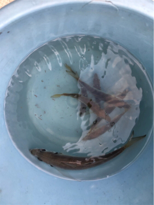 大阪湾奥でアジ釣り♪