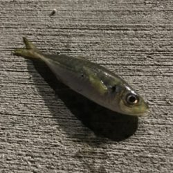 どれだけ食べるの？