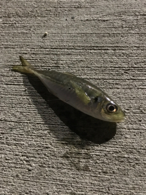 どれだけ食べるの？