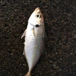 ハマチ飽きた…