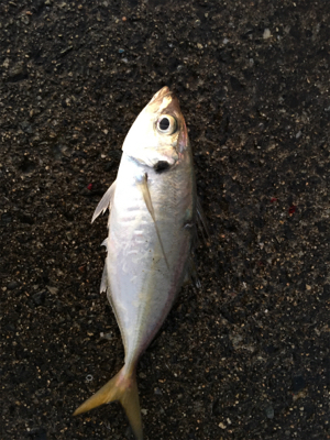 ハマチ飽きた…