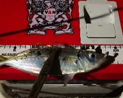 アジング練習 42