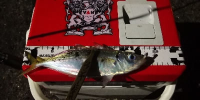 アジング練習 42