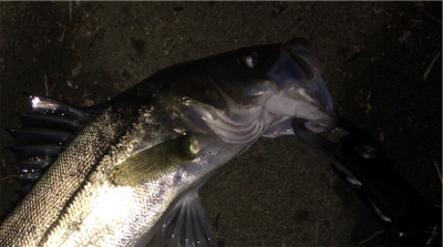 雨上がりのシーバス