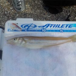 投げ釣りのエース登場