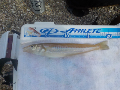 投げ釣りのエース登場