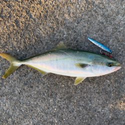 ハマチ釣果