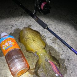 淡路島東側ランガン